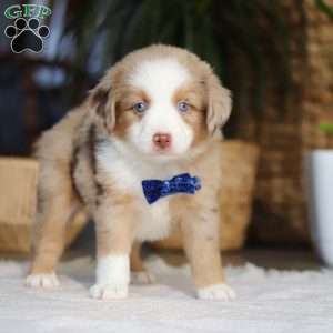 Tango, Miniature Australian Shepherd Puppy